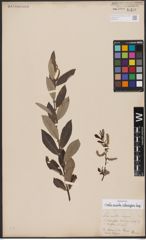 Foto von Salix aurita L. x Salix eleagnos Scop.